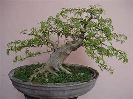 Bonsai Anting Putri